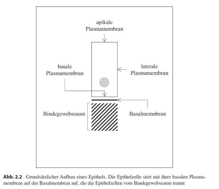 Elsässer Abb. 2.2