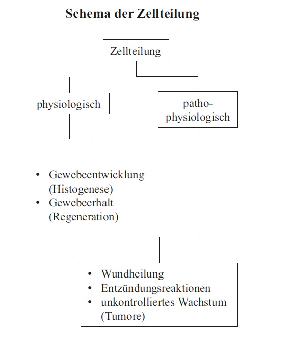 Abb. Schema der Zellteilung